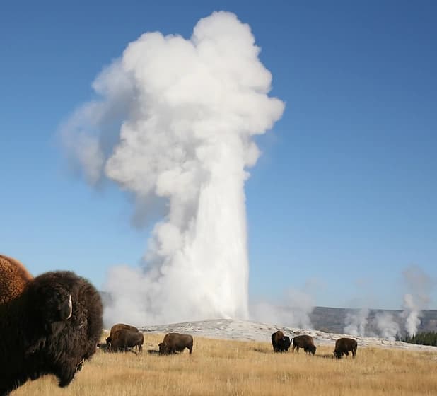 Yellowstone Day Tour
