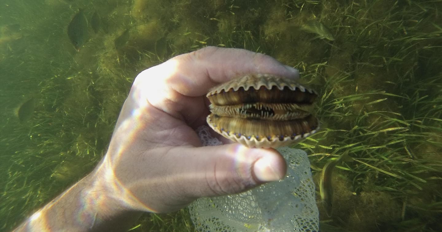 Scallop Adventures
