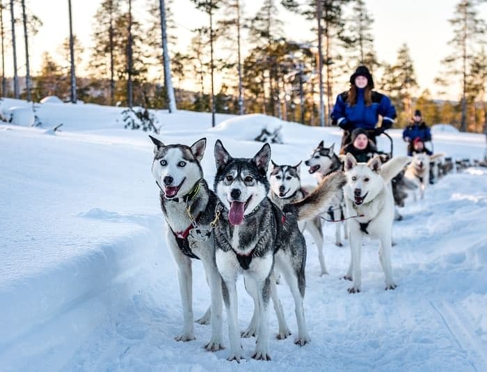 Siberian Huskies - The Long Sledding Expedition (10km)