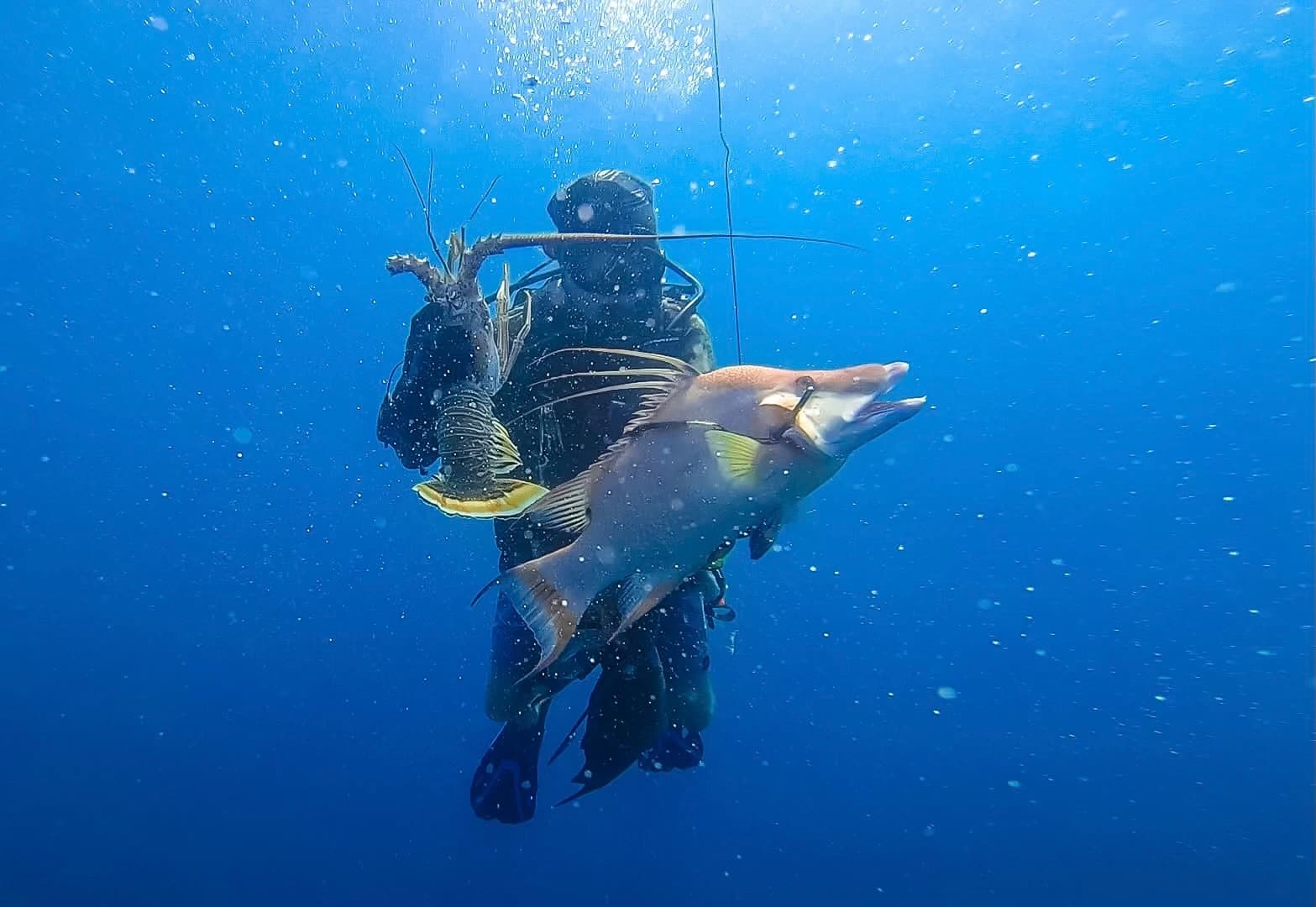 Tortugas Spearfishing