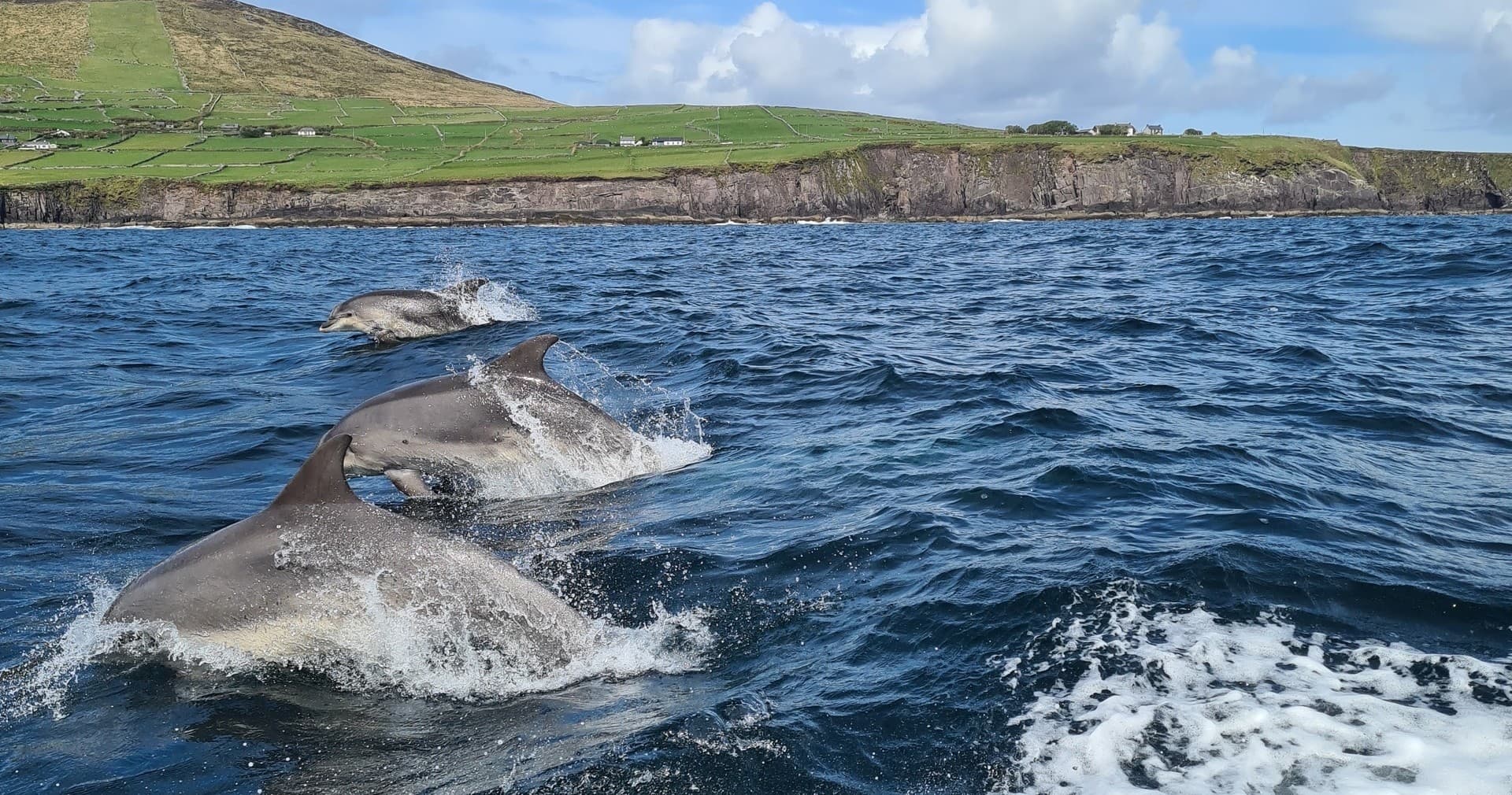 Dolphin Discovery Eco Tour
