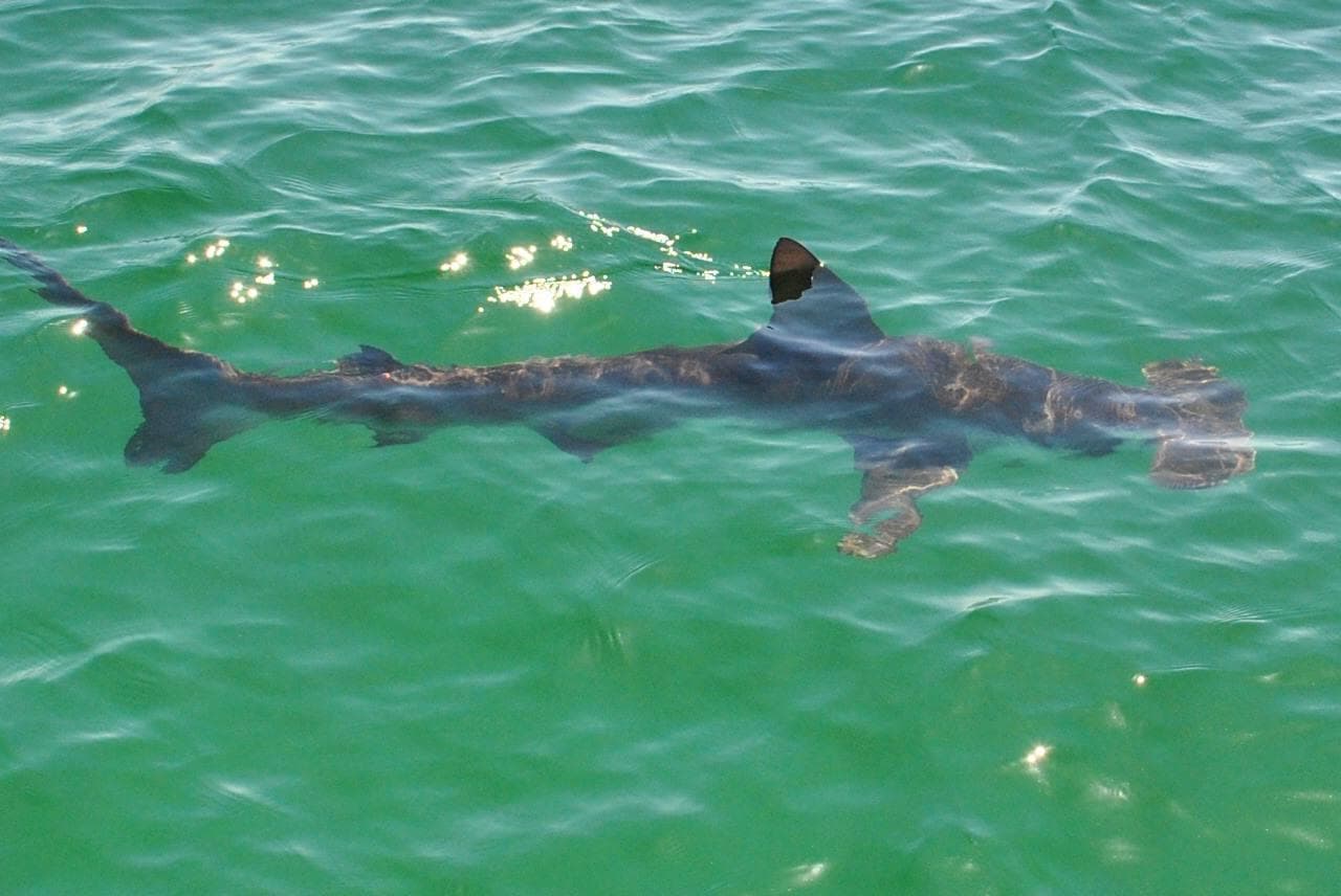 3 Hour Shell Island Dolphin and Snorkeling Tour