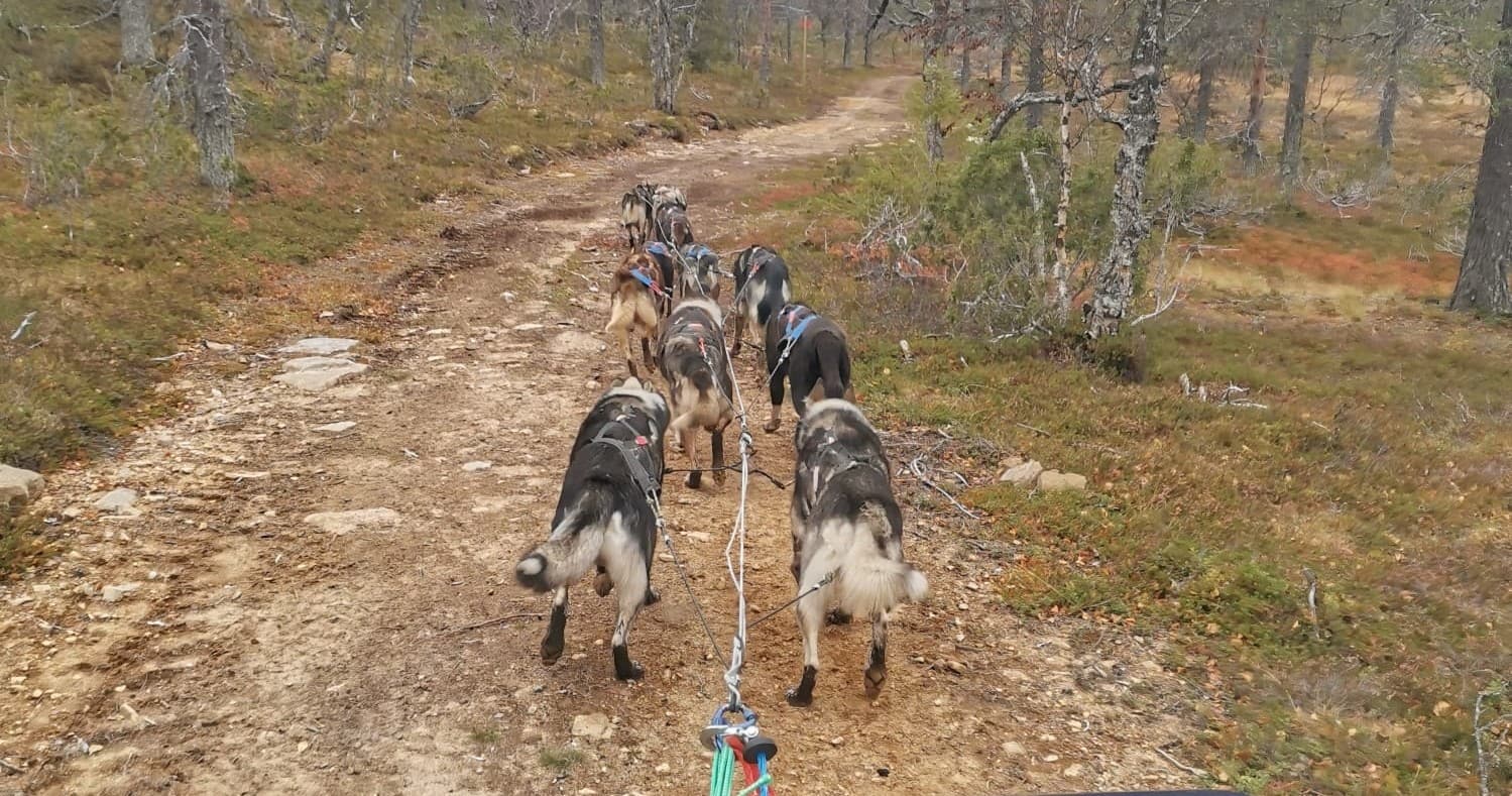 [F2] Husky Farm Visit & Wagon Ride (1h)