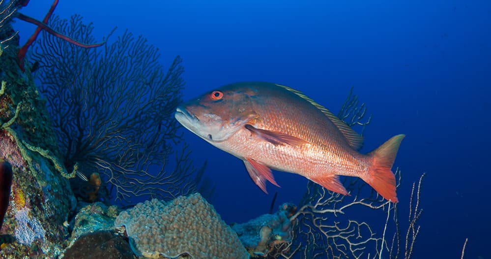 Key West Fishing Charters