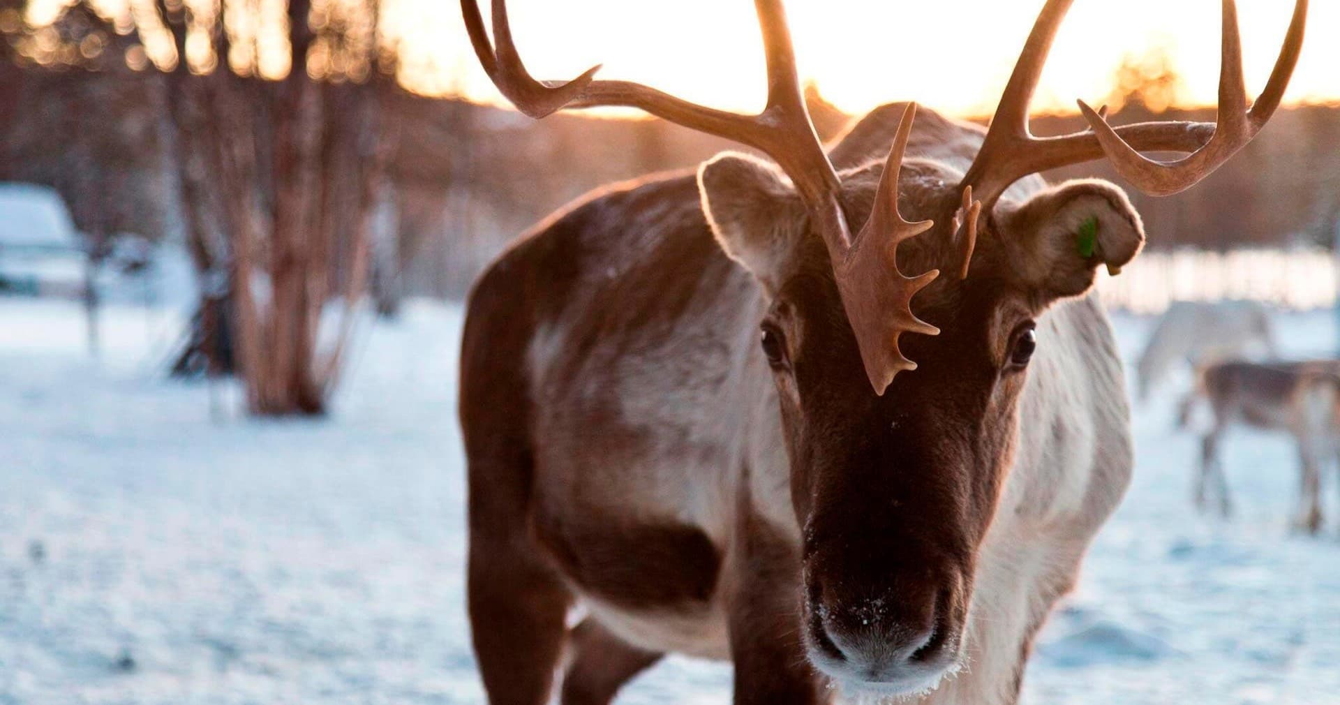 [R3] Reindeer Day (2,5–3h)