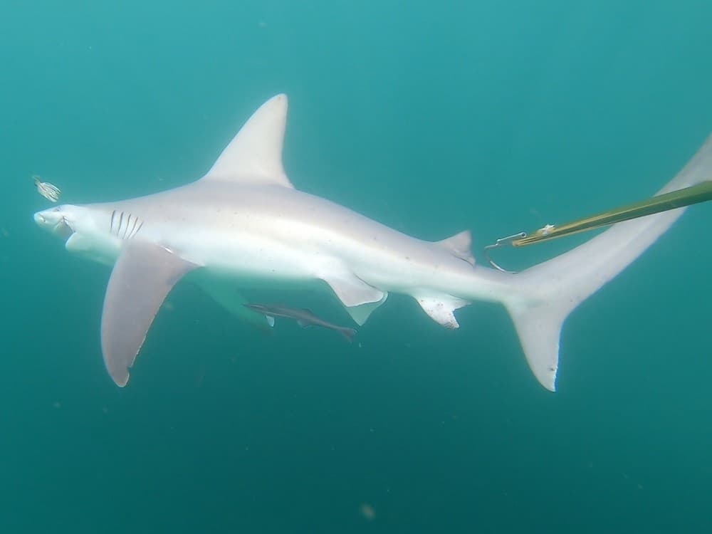 Fish Finder 2 Shark Fishing Charters
