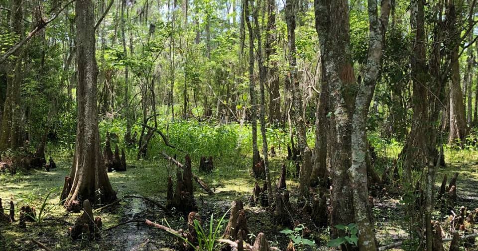 Airboat Swamp & City Tour