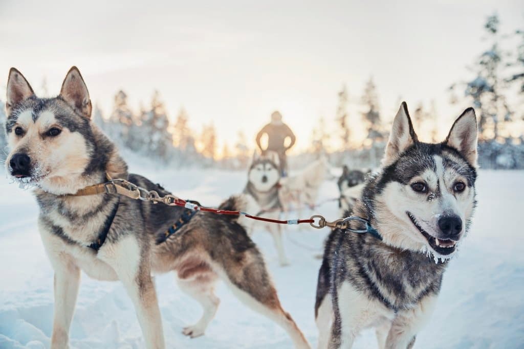 Husky Safari 2hrs (11:30am & 12:30pm)