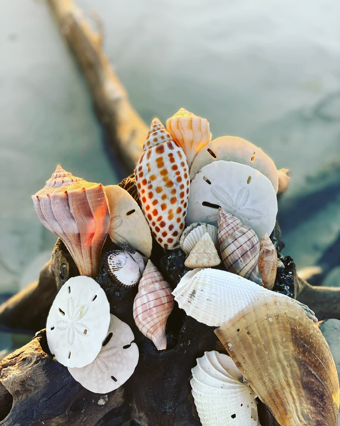 Shelling and Dolphin Tour