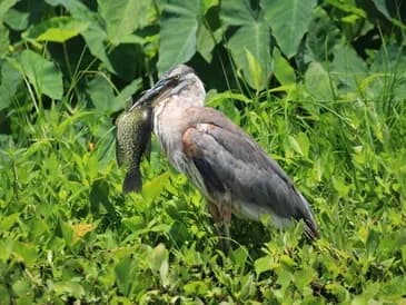 Adventure Wildlife Tour