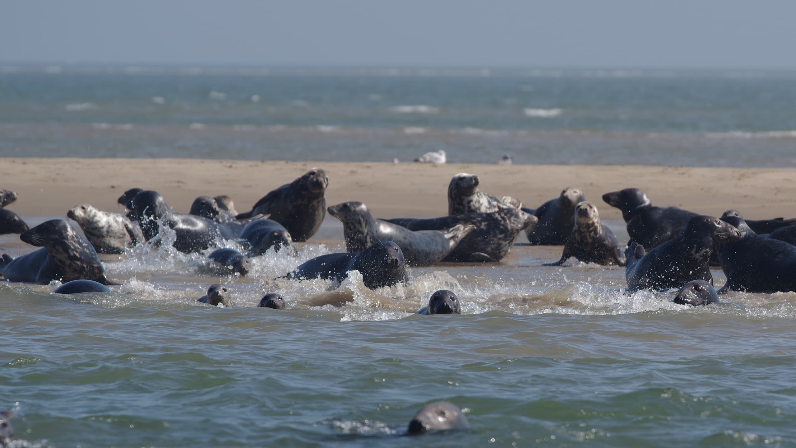 Scroby Sands Seal Watching