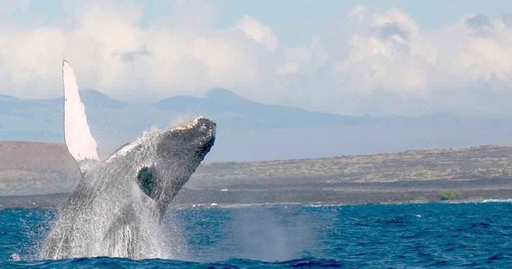 Whale Watching
