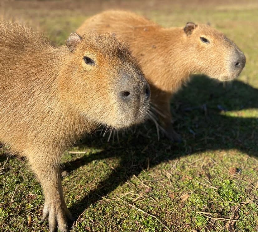 Capybara Encounter