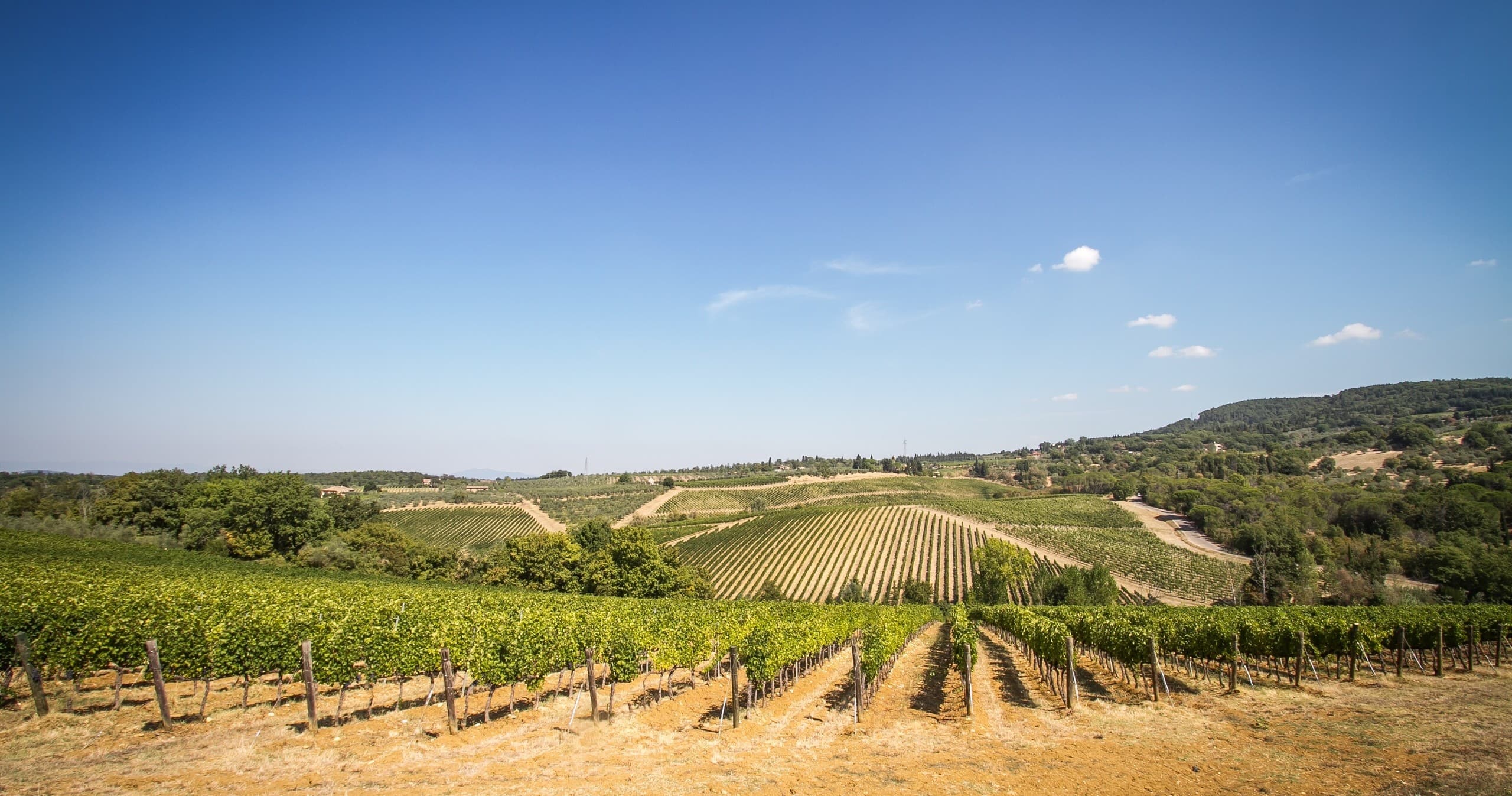 Chianti Full Immersive Wine & Olive Oil Experience