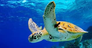 AFTERNOON SAILING & SNORKELING TOUR
