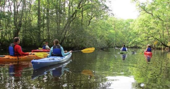 Afternoon Wambaw Creek Wilderness Area Tour - 2 Hour