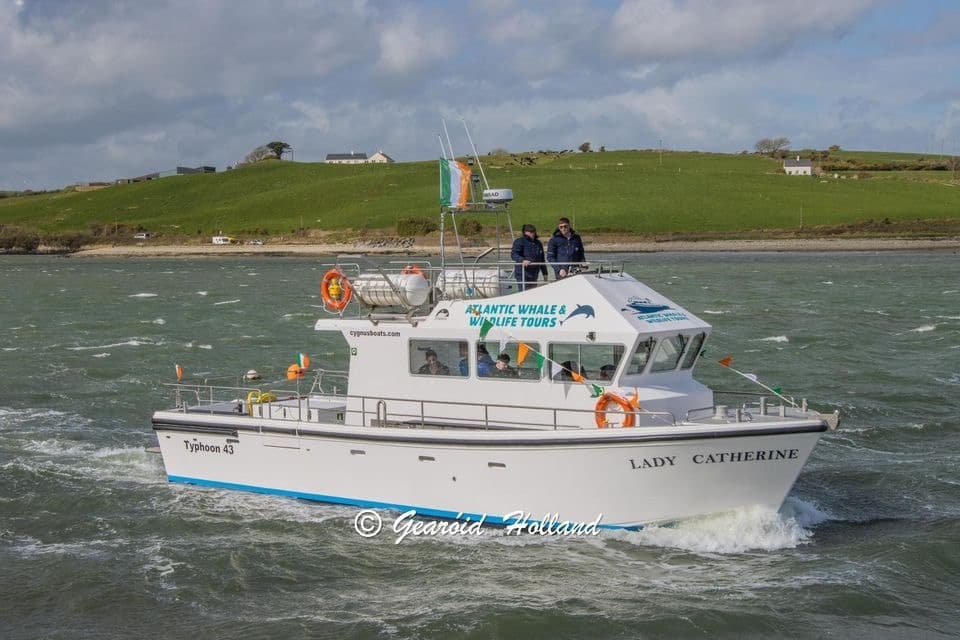 Whale and Wildlife Tour • Kinsale