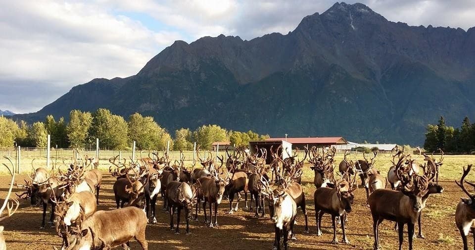 Summer Reindeer Farm Self- Guided Experience