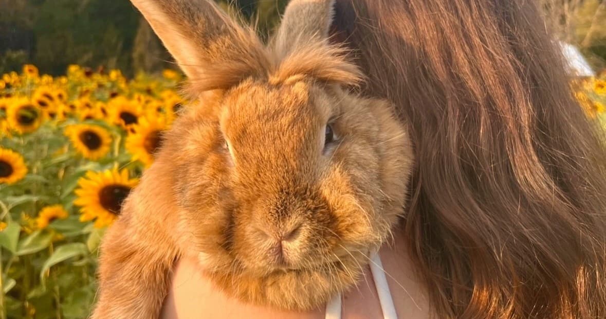 Farm Animal Visits