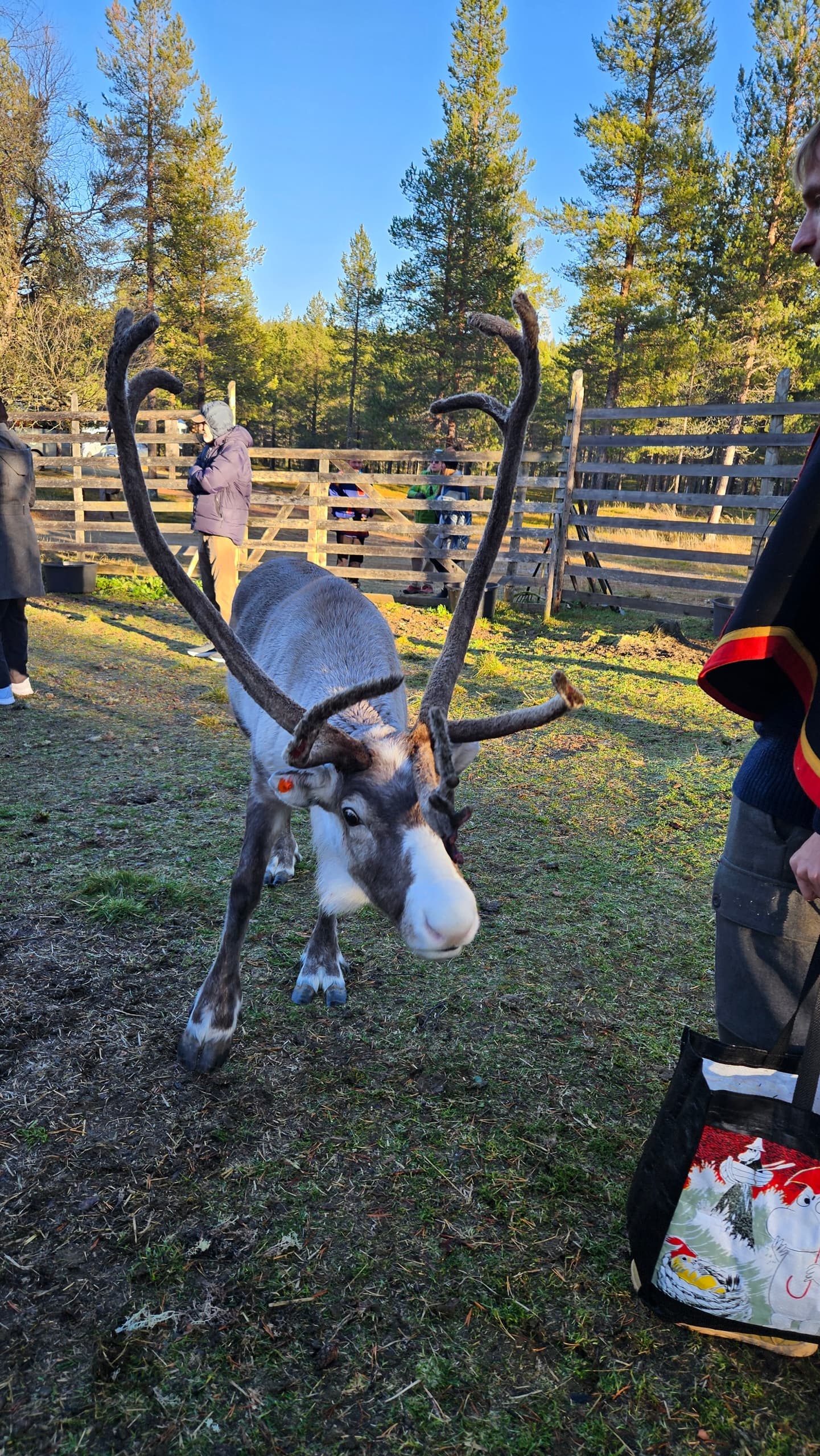 [S] Summer Visit Reindeer Farm 1 h