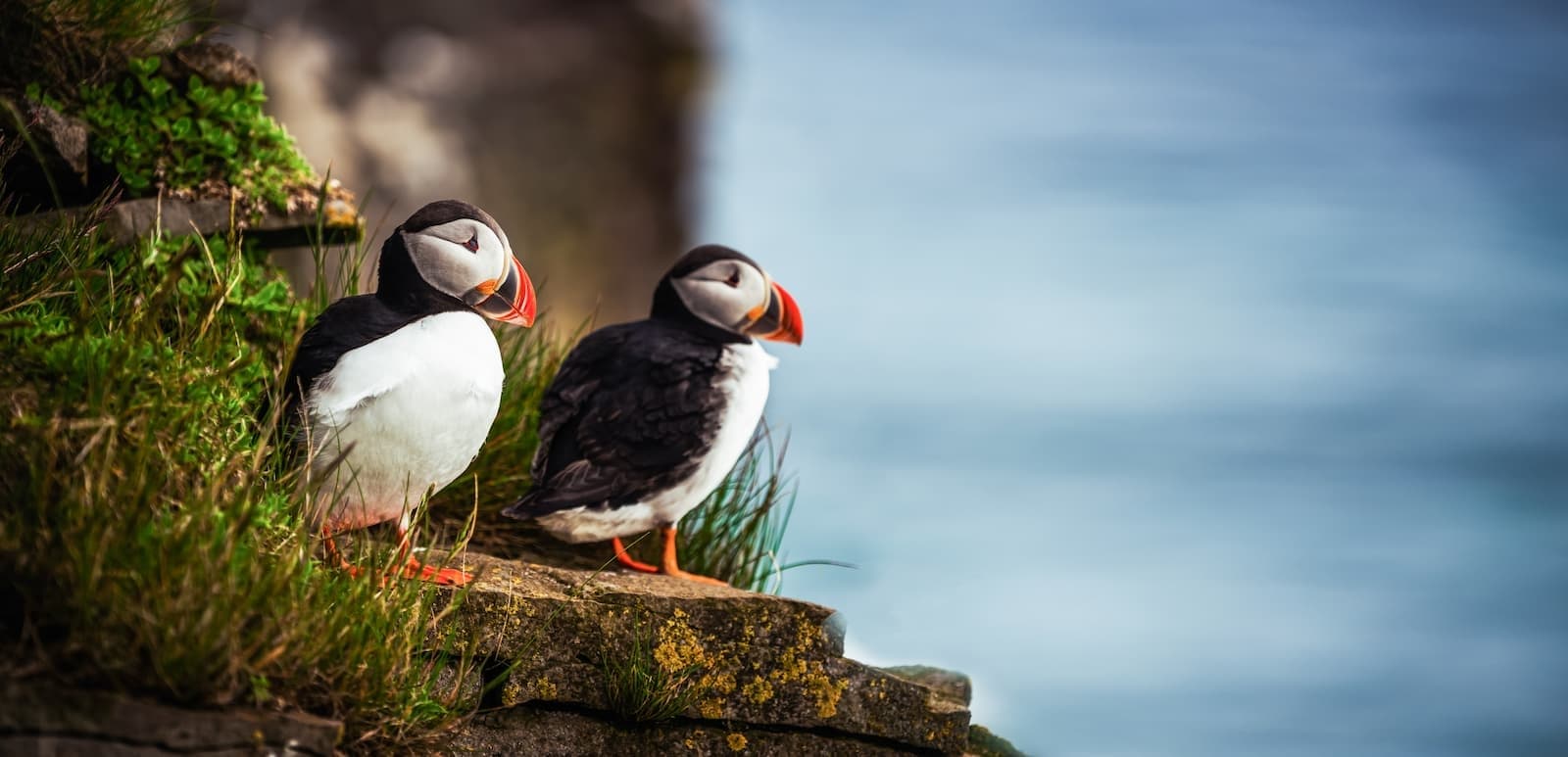 Aquaphobia's Skomer Island Boat Experience