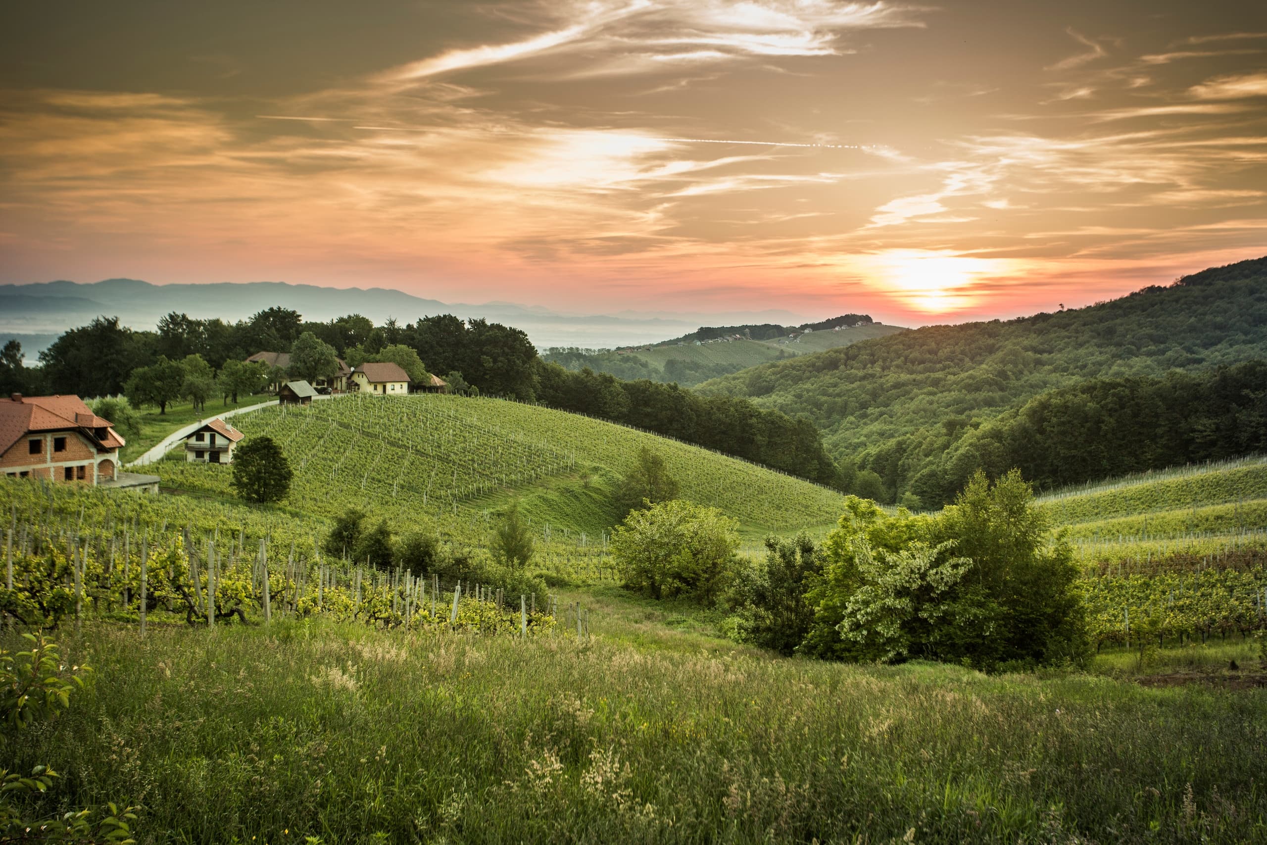 Kostanjevica na Krki: From the vine into wine