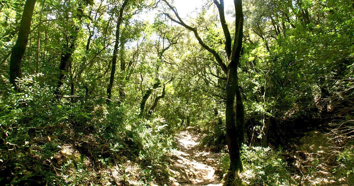 Barcelona Secret Forest: Nature Hike and Best Views