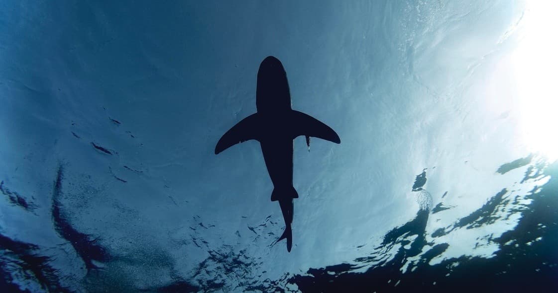 Shark Fishing Charter