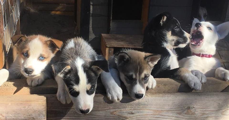 Farm Tour with Pup Experience