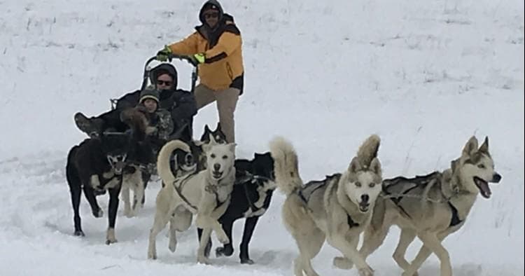 One Hour Dog Sledding Experience in Park City