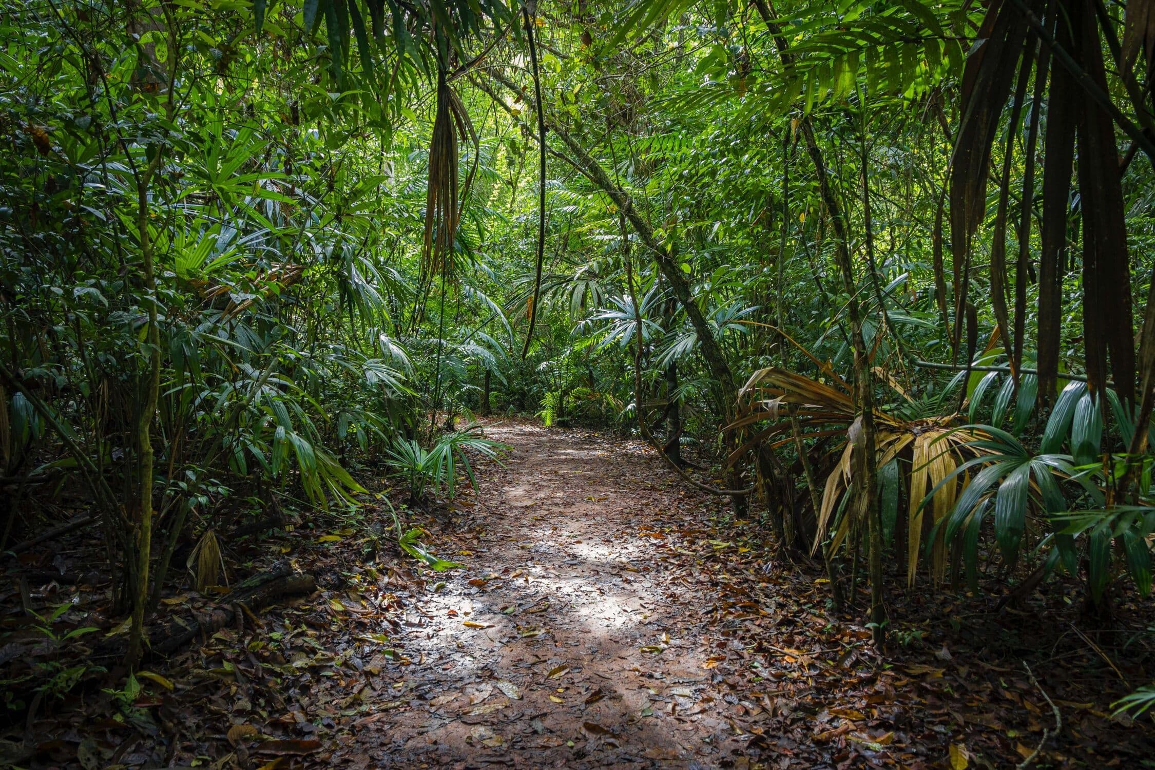 Escape Hilo's Jungle Mystery!