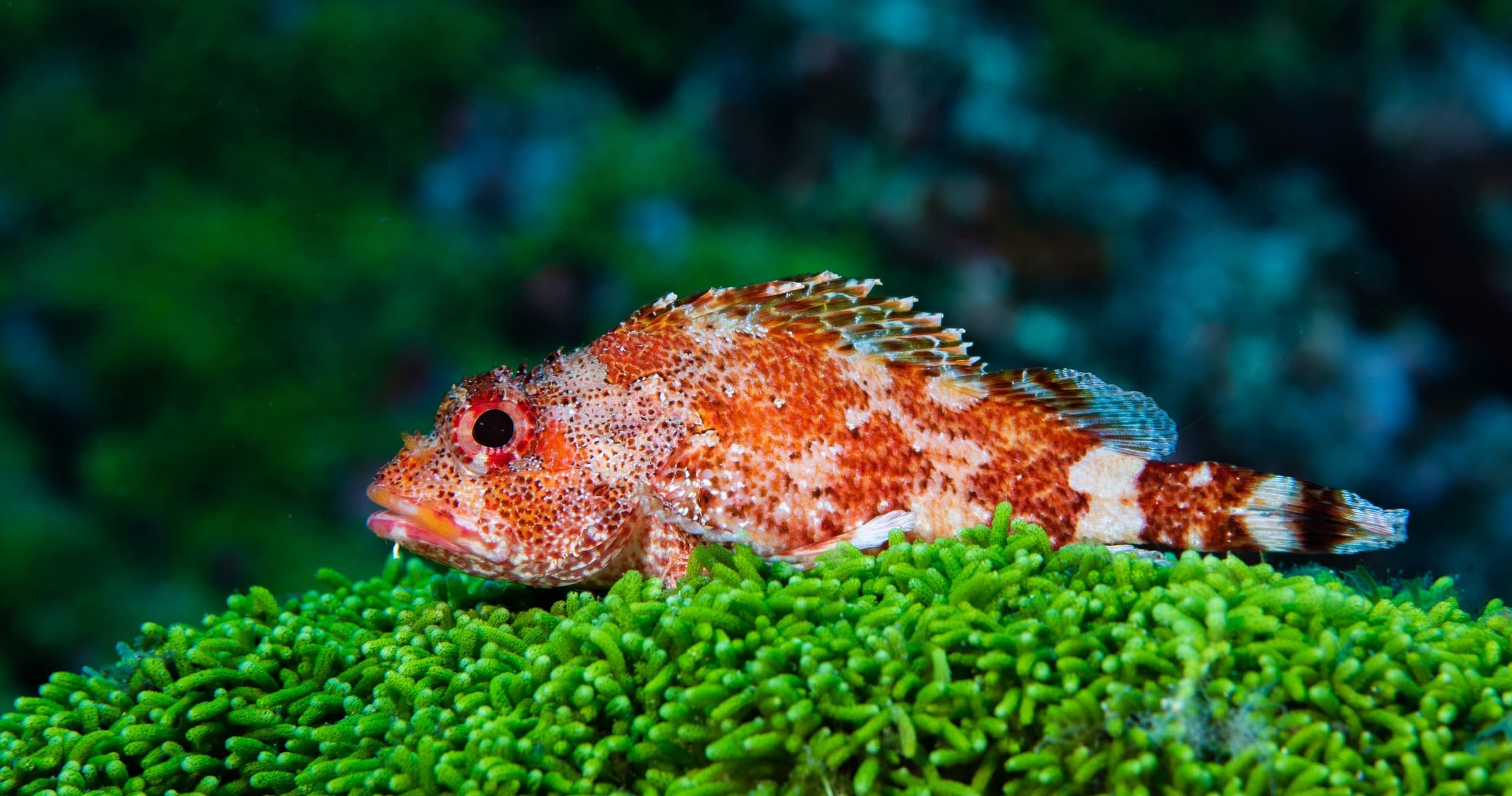 Mergulho Costeiro