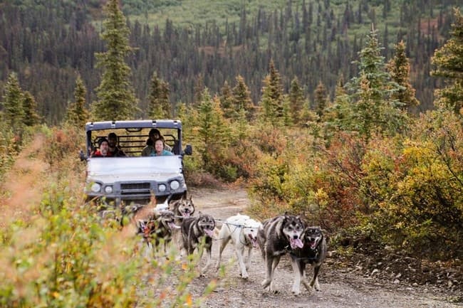 Summer Susitna Adventure Lodge Day Mushing Experience