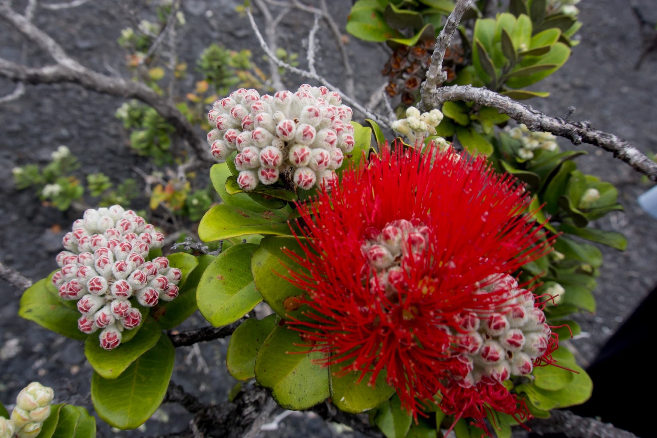 Custom Oahu Tour: Waterfalls, Hiking, Lookouts, Gardens