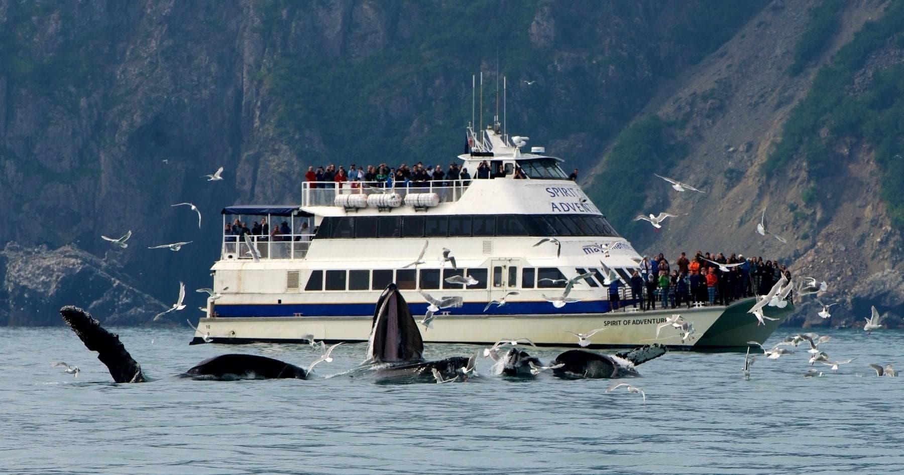 Major Marine Tours: 6-Hour Kenai Fjords National Park Cruise