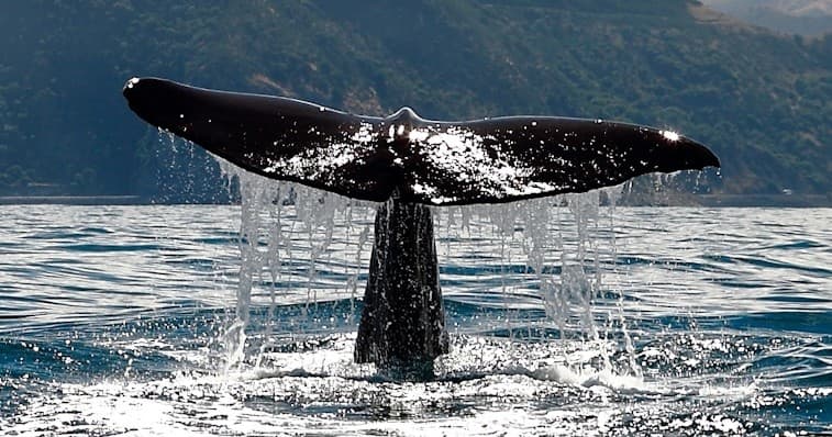 Kaikoura