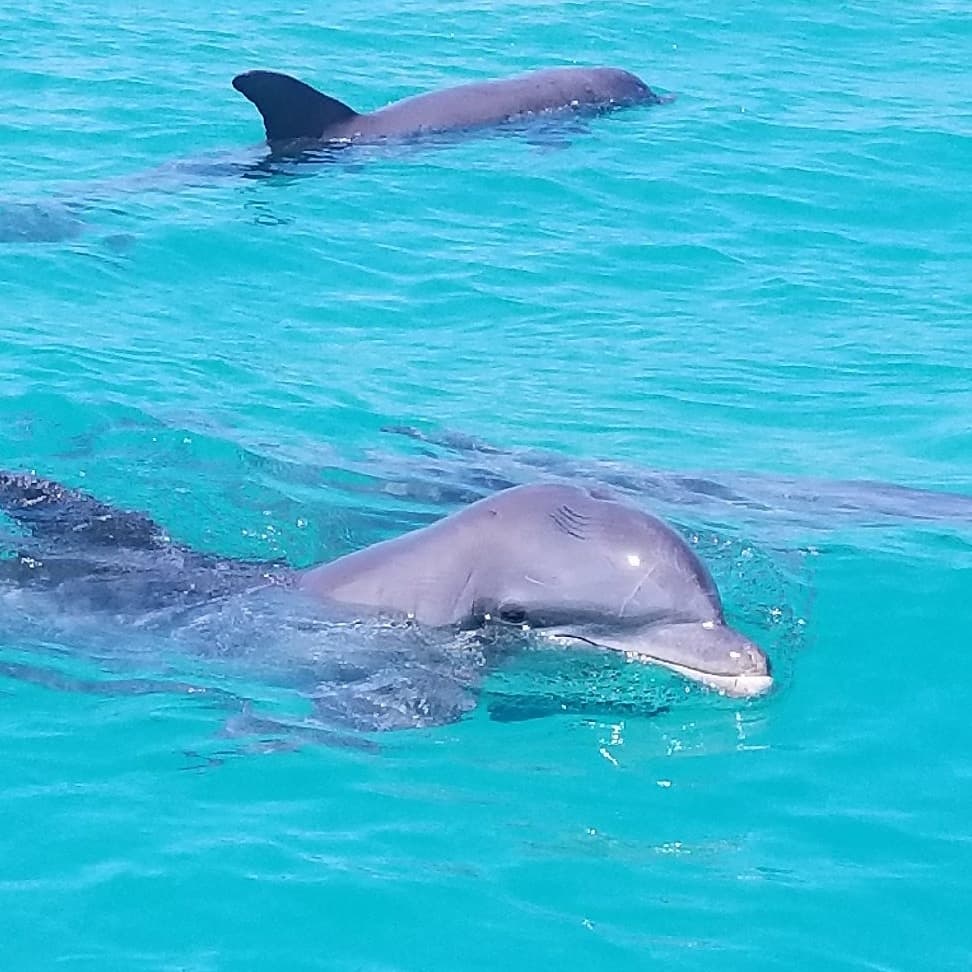 Dolphin Watch