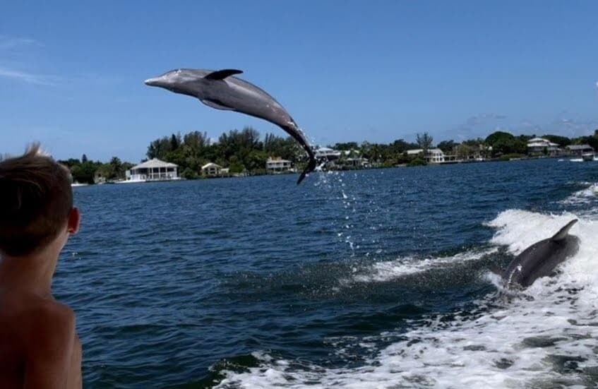 Two Hour Dolphin & Wildlife Sightseeing Cruise