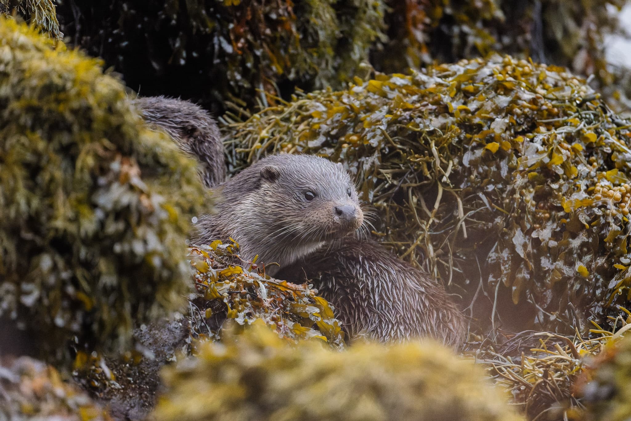 Explore Morvern/Ardnamurchan/Mull