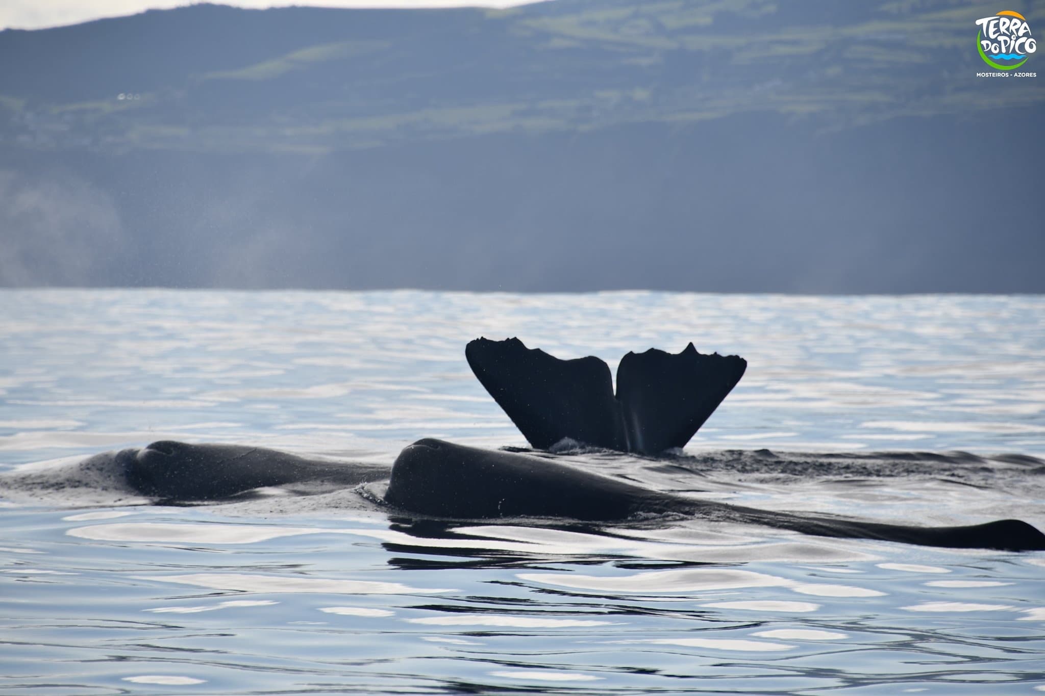 Whale Watching - Full Day