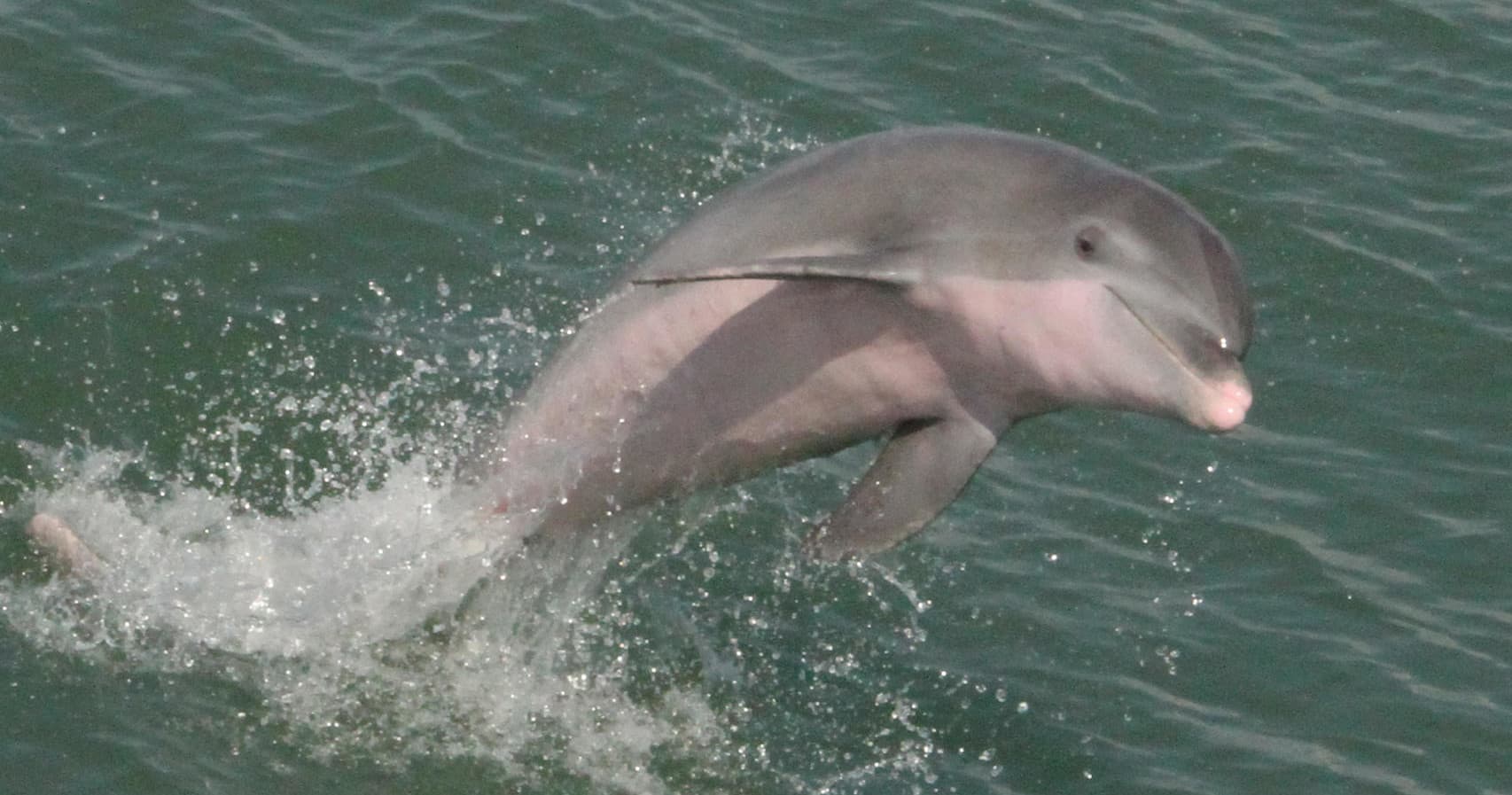 Aransas Bay Dolphin Watching Cruise