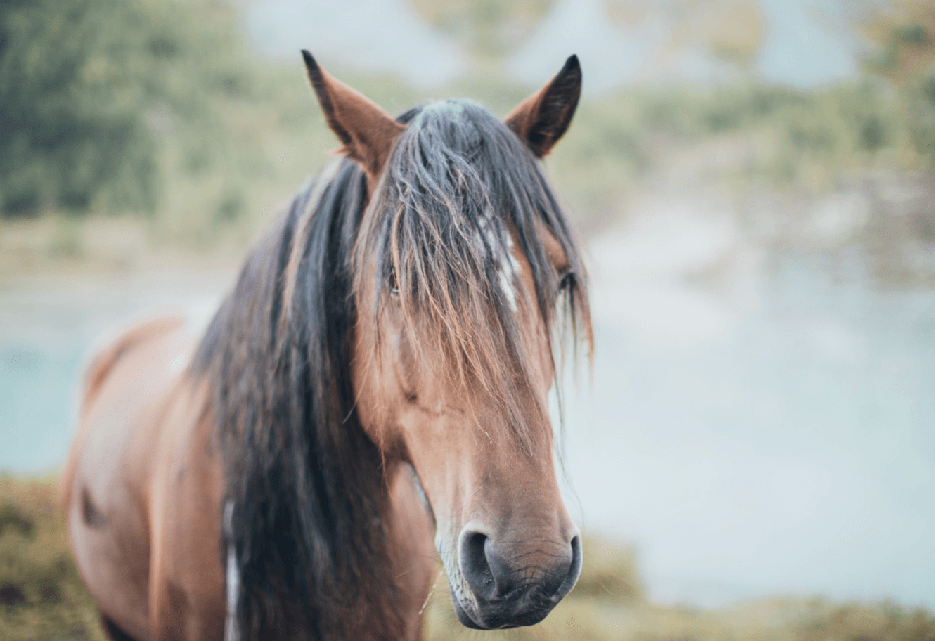 Tour Privado a caballo de 6 horas en Picos de Europa