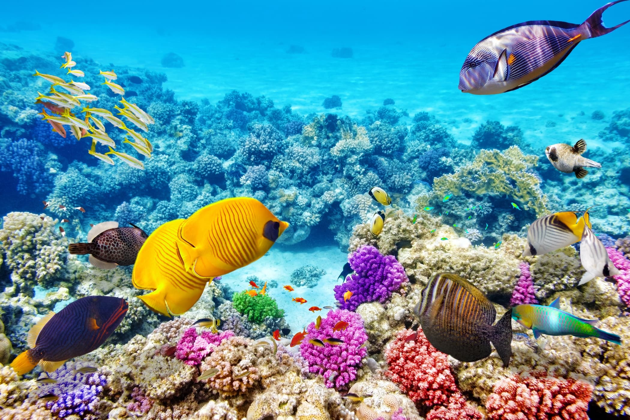 Morning Reef Snorkel OE1