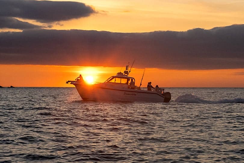 1 Hour Evening Cruise - Dolphin and Wildlife Spotting  on Dreamcatcher