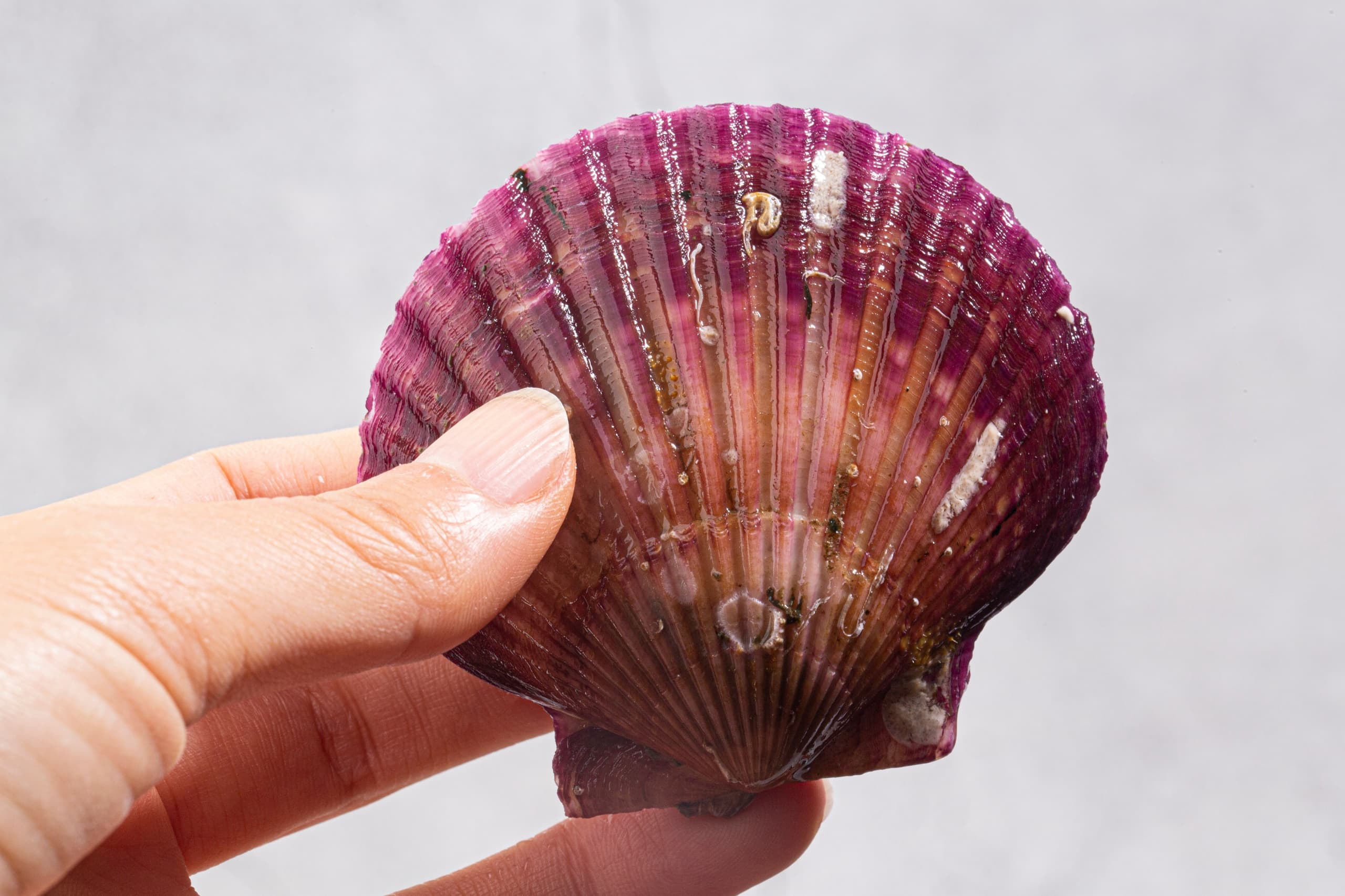 4 Hour Private Scallop Tour 22ft Deluxe Fun Chaser