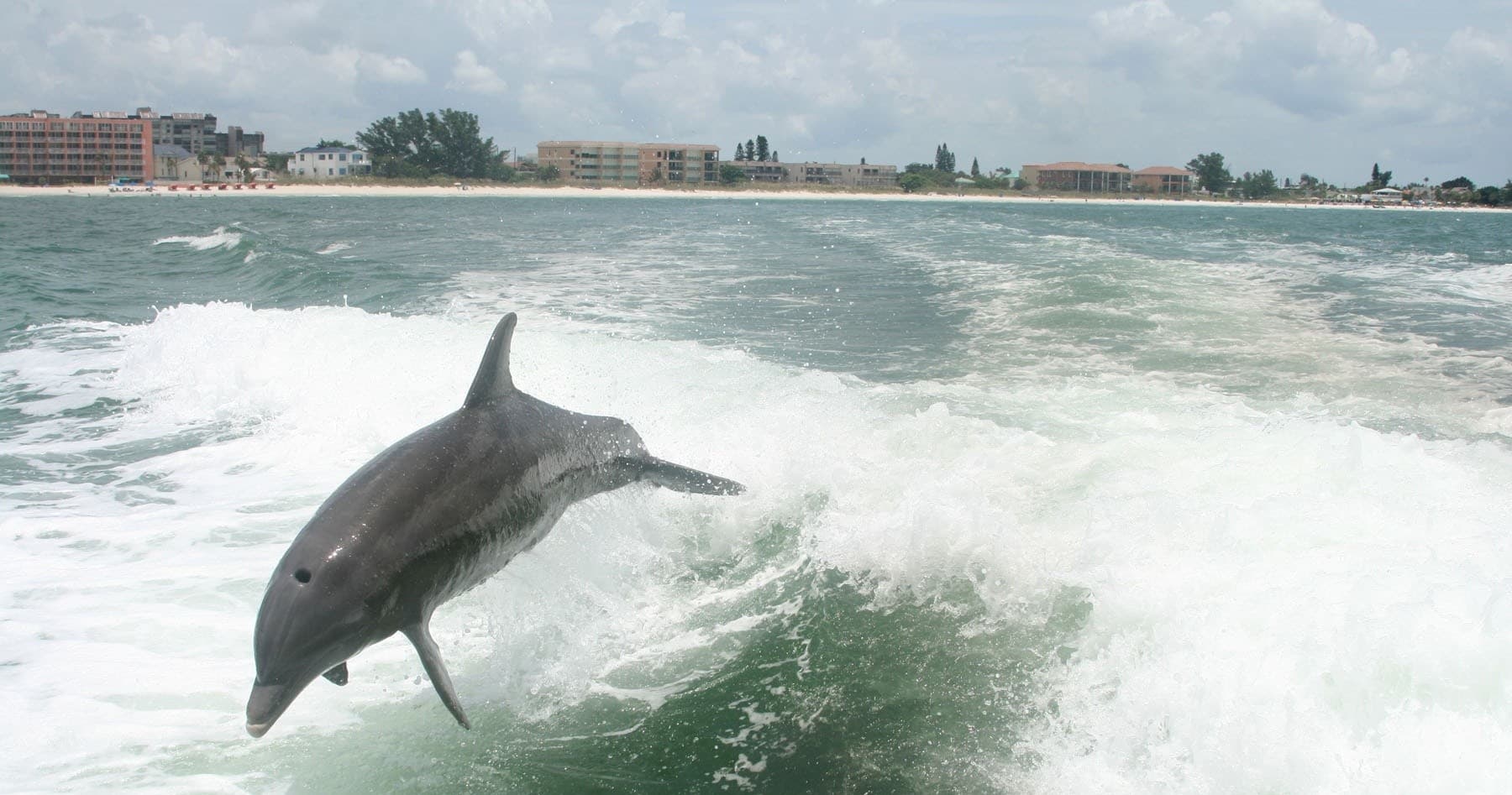 Four Hour Dolphin Viewing Tour