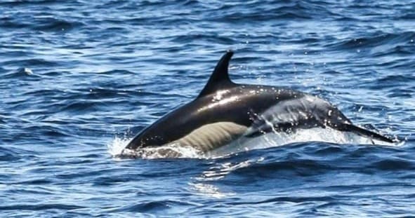 🥇Top seller: Dolphins & Benagil Caves · Private tour