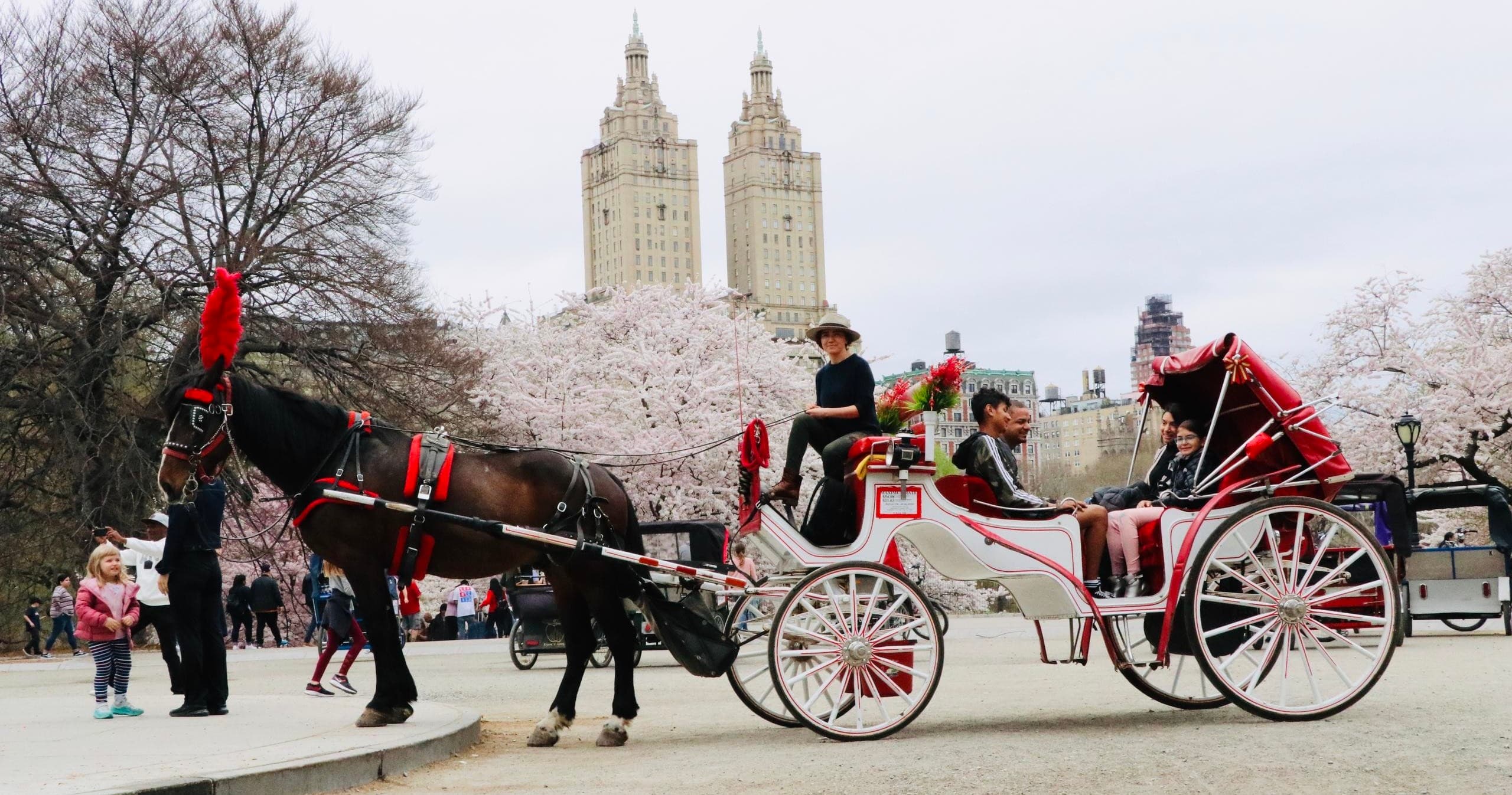 Standard Central Park Horse Carriage Ride