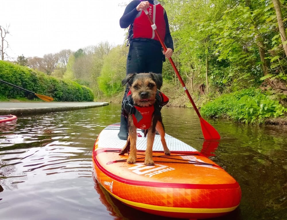 Doggy Paddleboarding