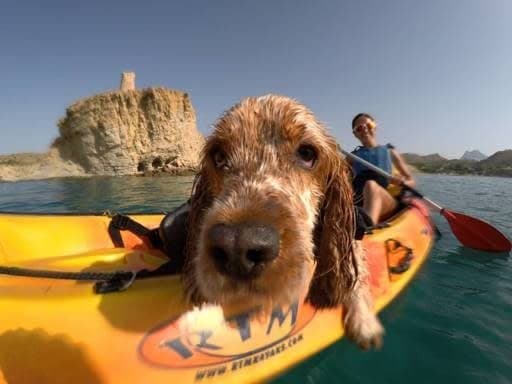 Kayak con Perros en Villajoyosa